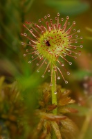 Rosnatka okrouhlolista - Drosera rotundifolia - Round-leaved Sundew 0529